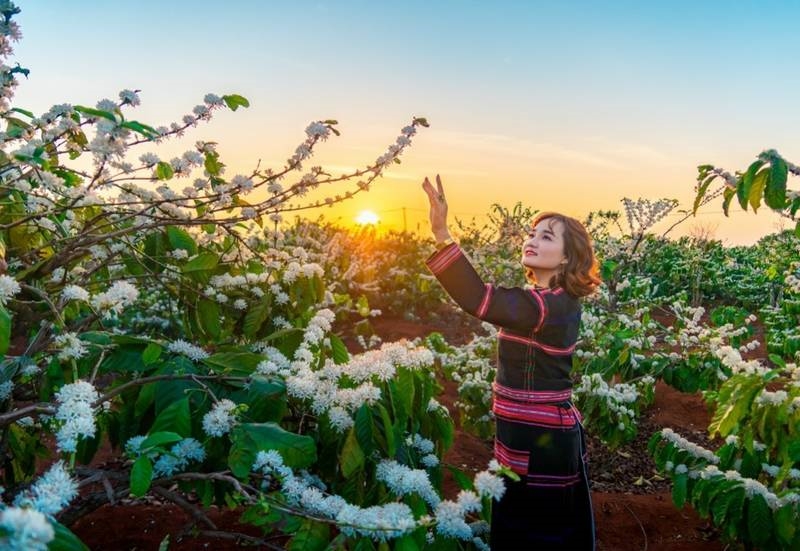 Cô gái Ê Đê bên nương cà phê (ảnh st)