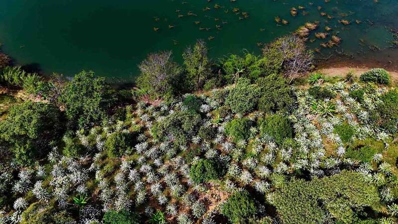 Tháng 3 mùa hoa cà phê nở (ảnh st)