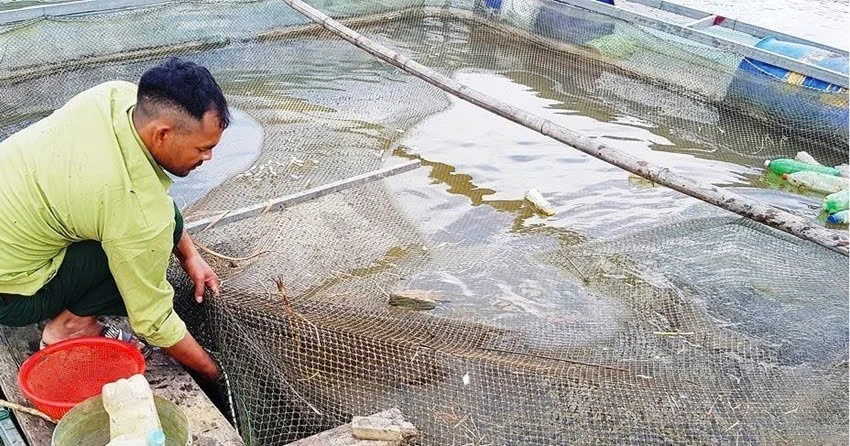 Nuôi cá lồng trên sông A Sáp đã và đang trở thành mô hình sinh kế giúp nhiều hộ đồng bào DTTS ở các xã A Lưới 2 và xã A Lưới 3 thoát nghèo