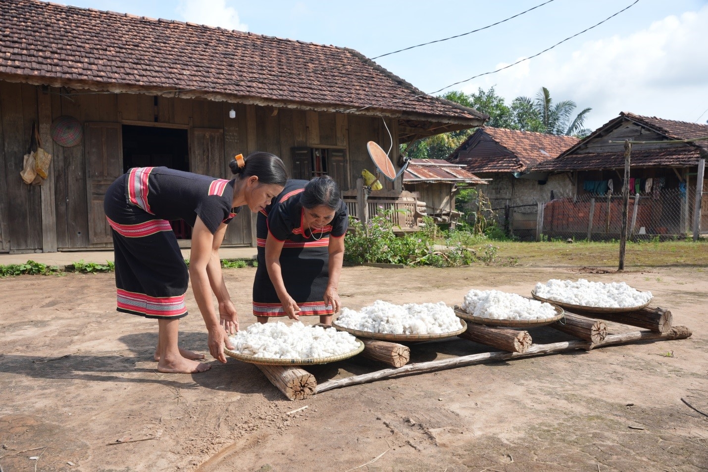 Người Gié Triêng thường trồng bông vào tháng 5 và thu hoạch vào tháng 10. Bông sau khi thu hoạch sẽ được phơi khô làm nguyên liệu cho nghề dệt