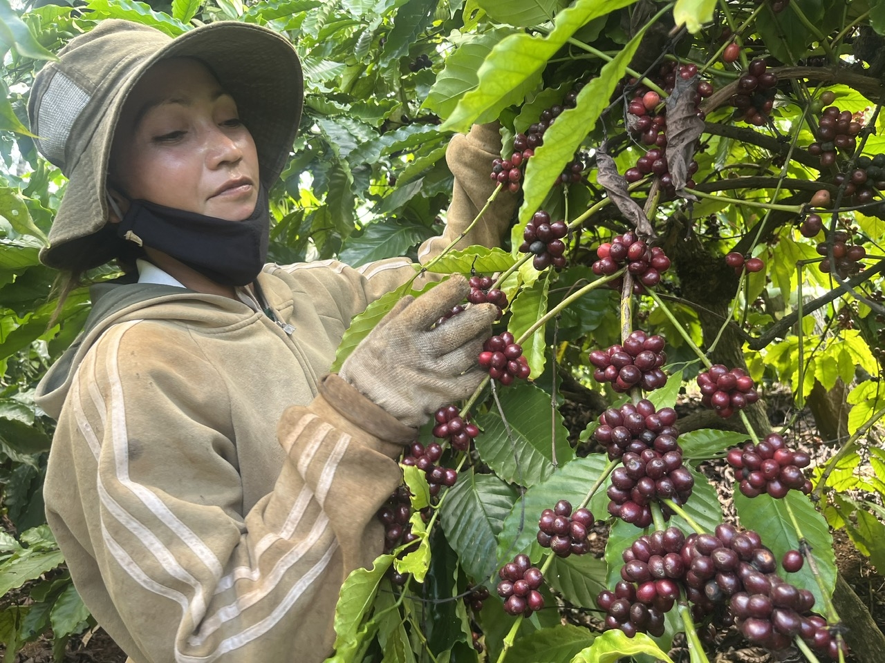 Các y, bác sĩ khuyến cáo người dân cần mang kính để bảo vệ mắt khi lao động trên nương.