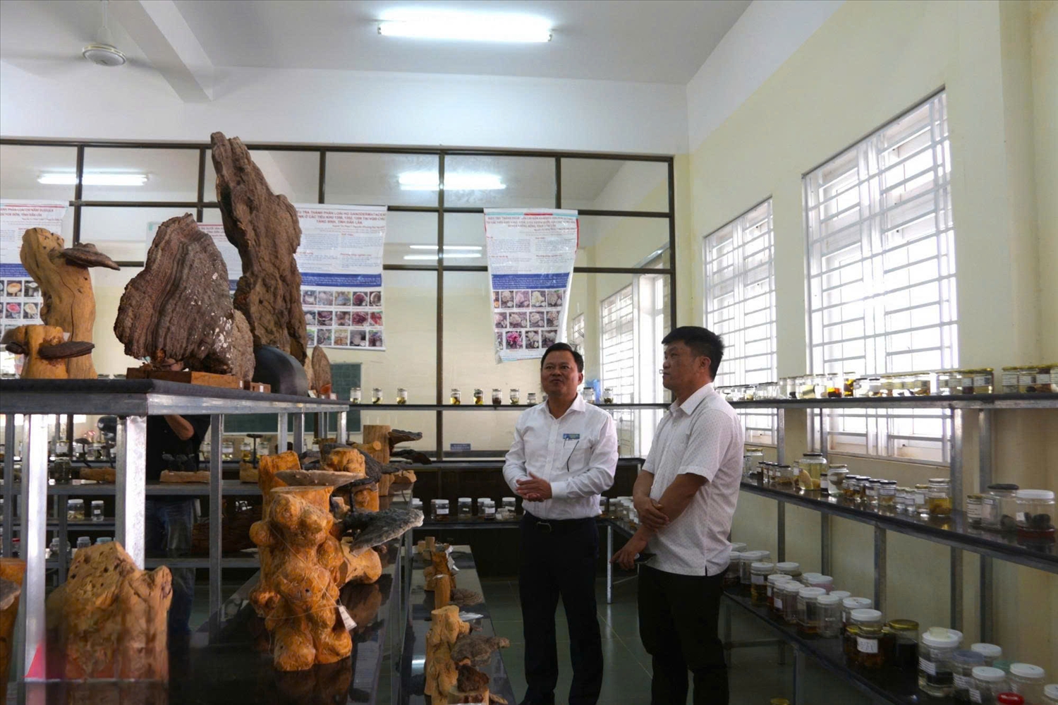 Phòng trưng bày nấm tại Trường Đại học Tây Nguyên. Ảnh: ITN
