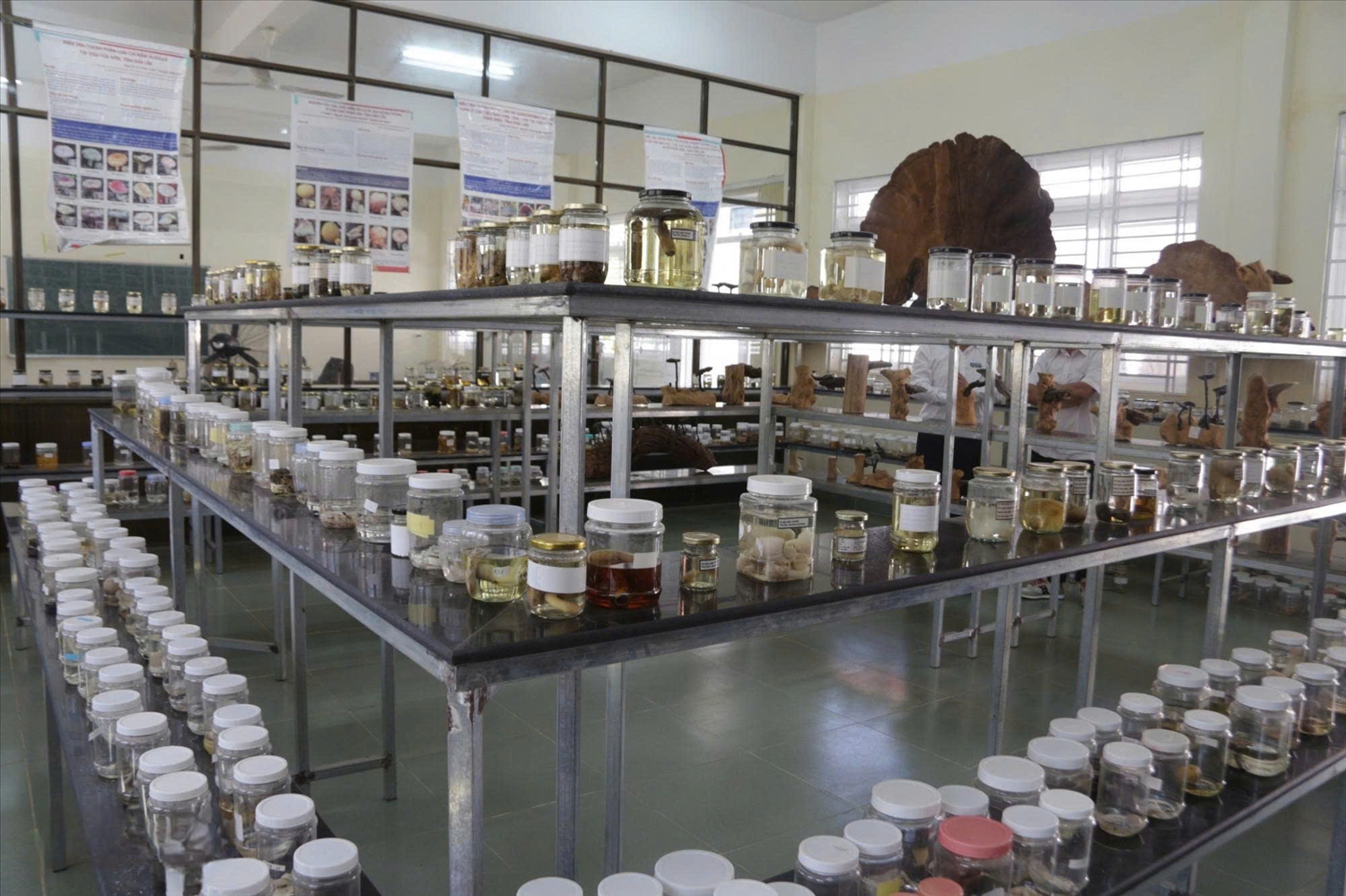 Các mẫu nấm được nhóm nghiên cứu thu thập, trưng bày tại Trường Đại học Tây Nguyên. Ảnh: ITN