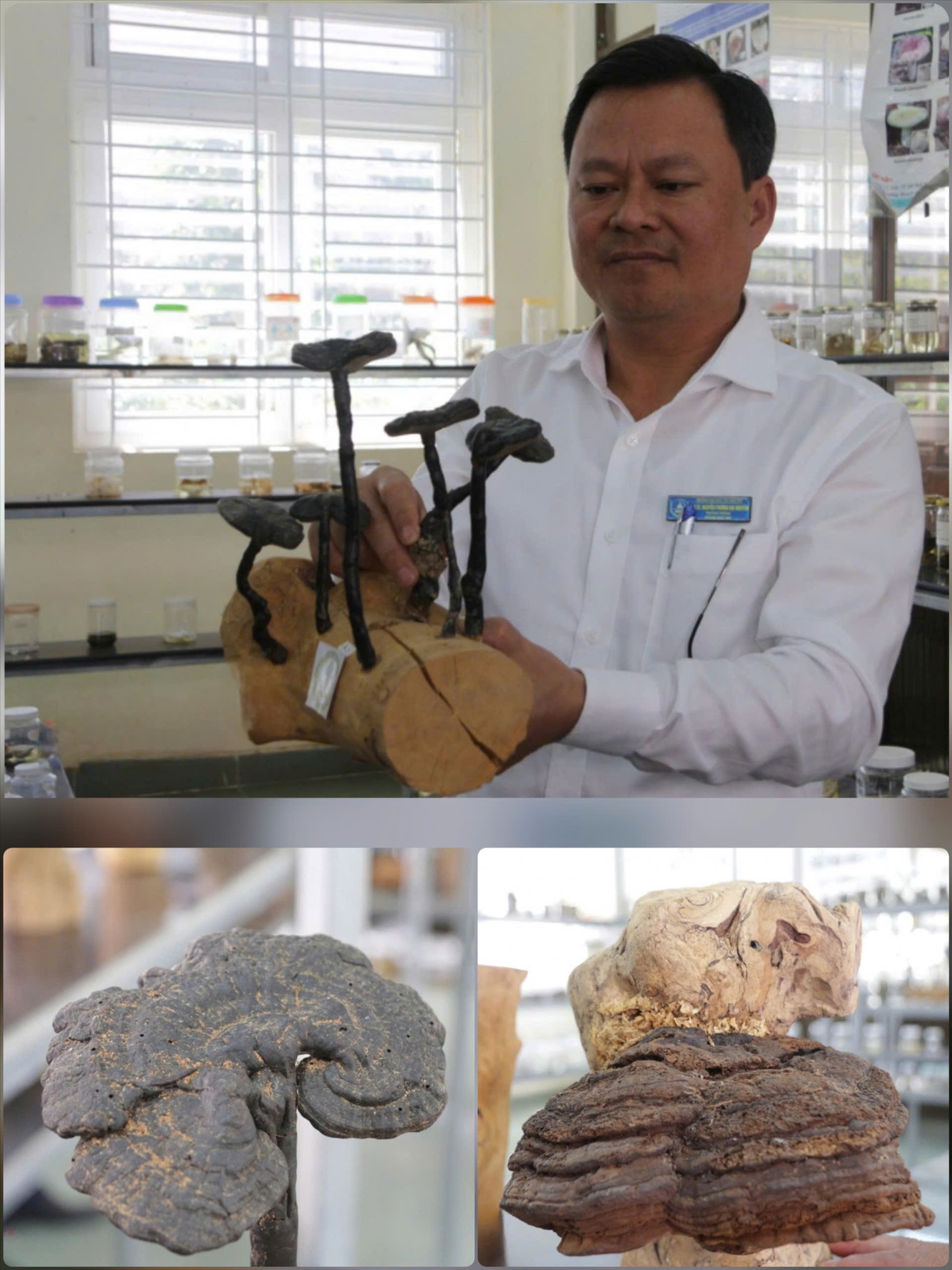 Nhiều loài Nấm được xác định có giá trị được liệu quý. Ảnh: ITN