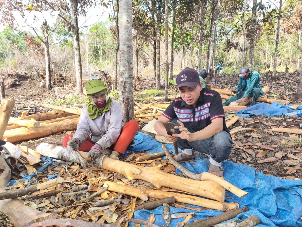 Những năm gần đây, ngày càng có nhiều đoàn viên, thanh niên ở vùng đồng bào DTTS tự tin, mạnh dạn khởi nghiệp, lập nghiệp trên mảnh đất quê hương (Ảnh MH)