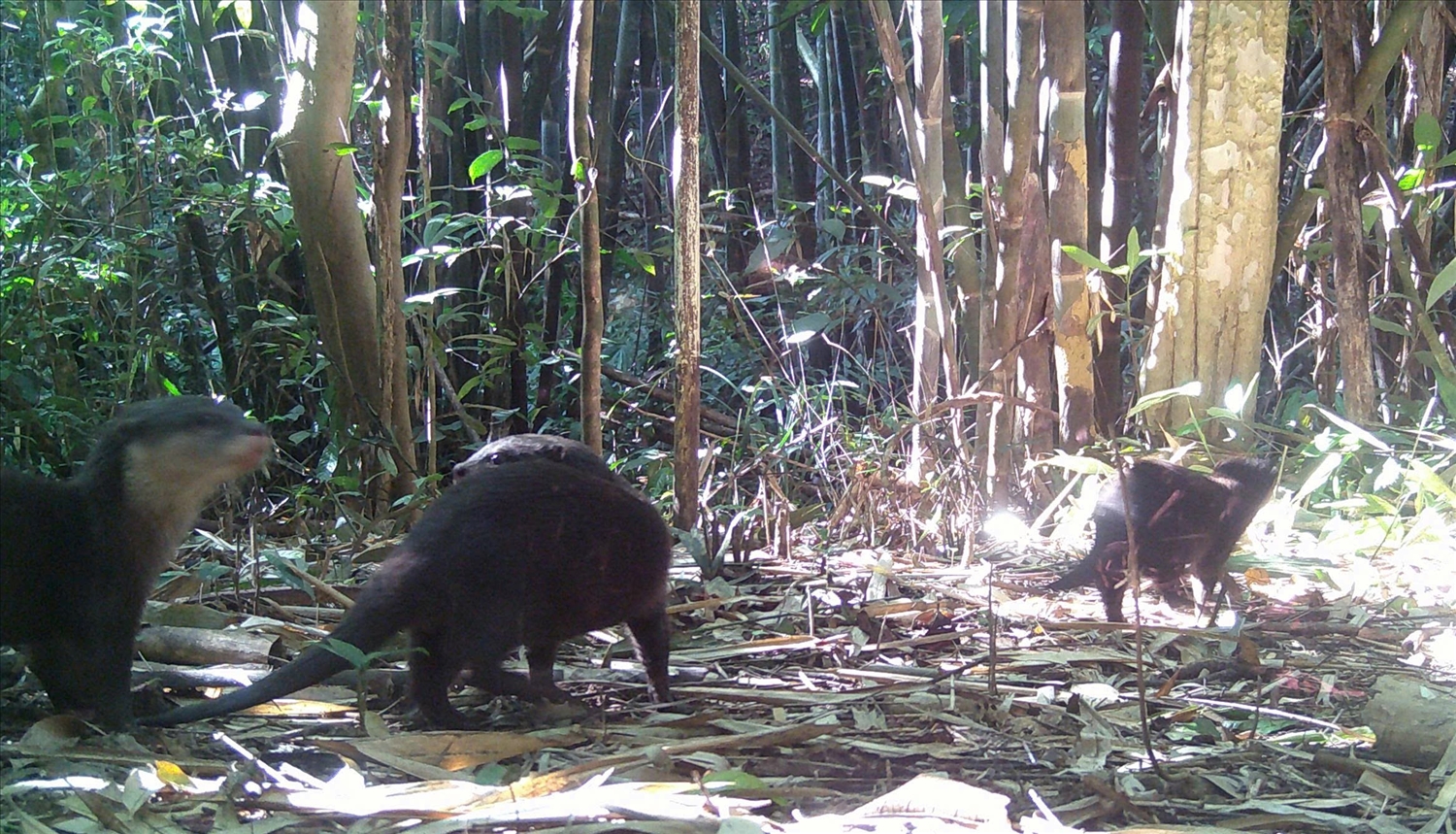 Rái cá thuộc nhóm IB, là động vật rừng nguy cấp, quý, hiếm, được ưu tiên bảo vệ