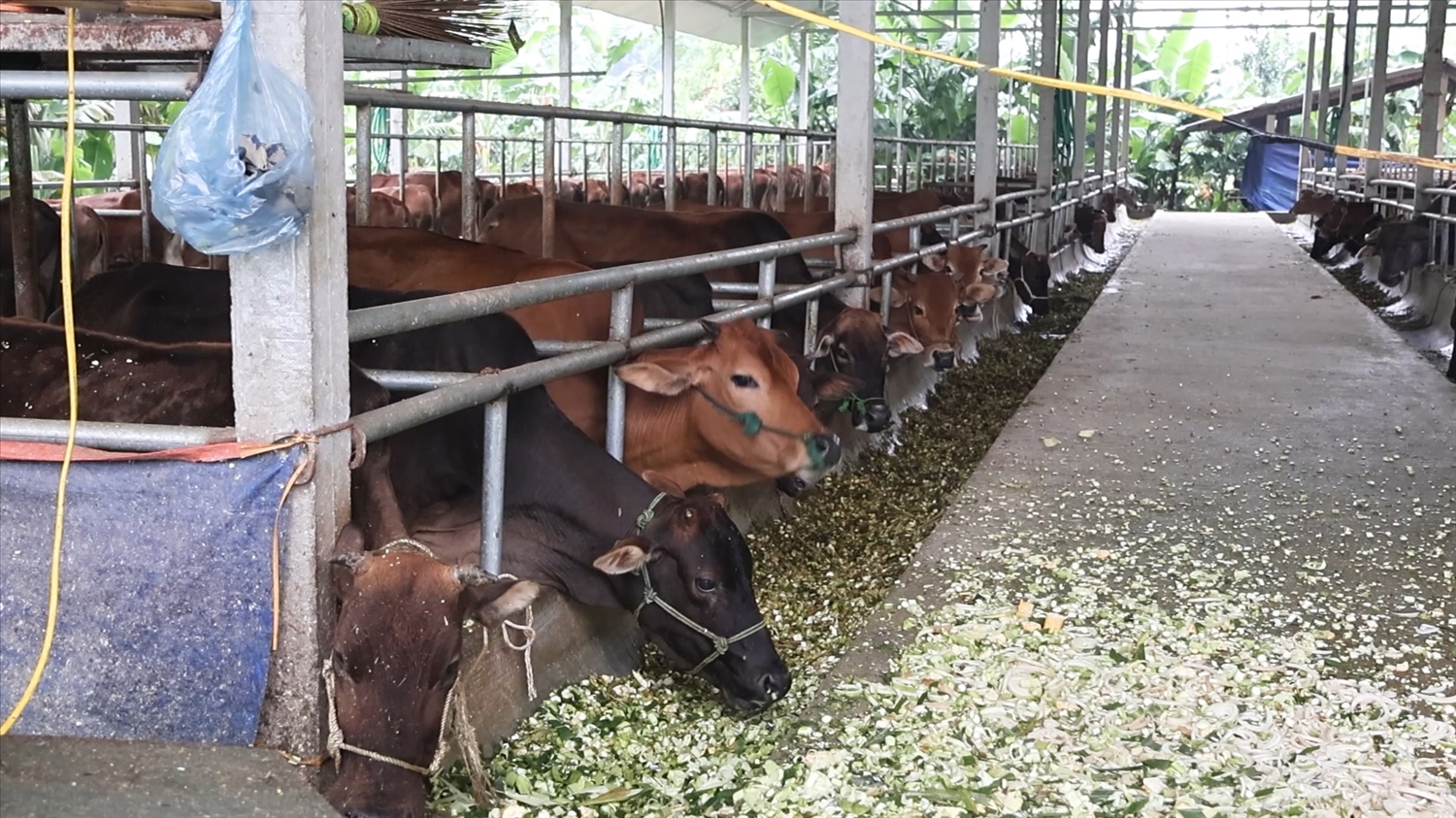 Mỗi ngày, trang trại tiêu thụ hàng tấn phụ phẩm nông nghiệp cho bà con nông dân để làm thức ăn cho trâu, bò (Ảnh Trọng Bảo)