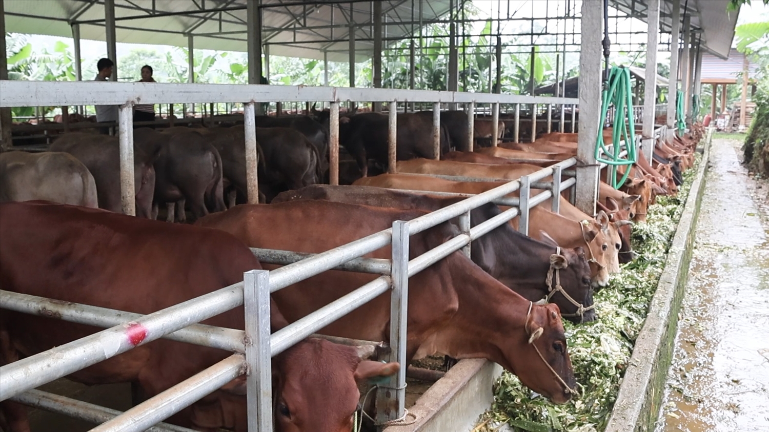 Trang trại của gia đình anh Toàn luôn duy trì khoảng gần 300 con trâu, bò (Ảnh Trọng Bảo)