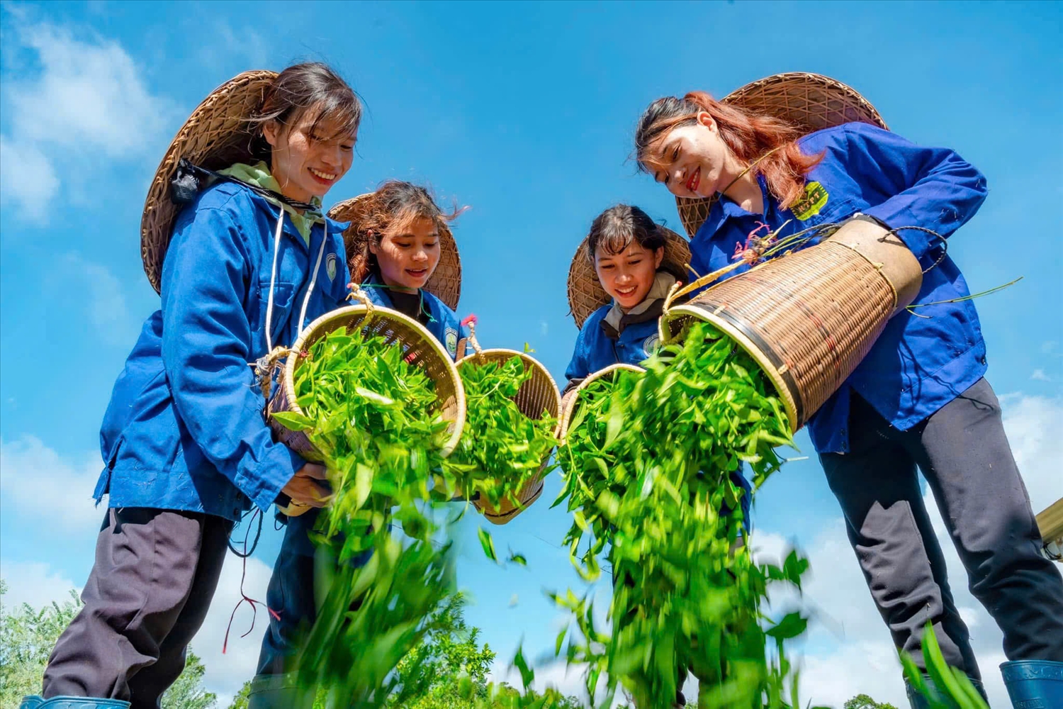 Đồng bào DTTS ở xã Kon Plông tham gia liên kết trồng cây chè và hình thành cánh đồng mẫu lớn, đây cũng chính là sản phẩm du lịch đặc trưng của địa phương