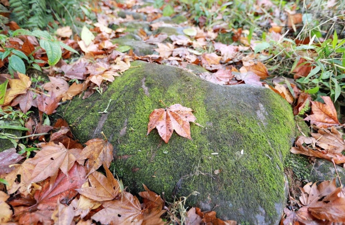 Trên con đường đá cổ có những khối đá to khoảng 50-70cm vuông rêu phong ẩn mình dưới lớp lá. Ảnh: Quý Trung