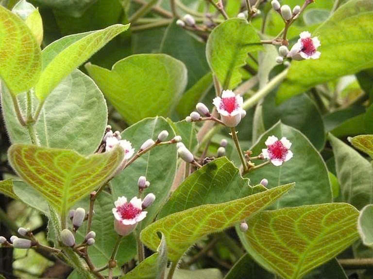 Lá mơ lông đã được sử dụng trong Đông y và kinh nghiệm dân gian chữa nhiều bệnh. Ảnh: ITN