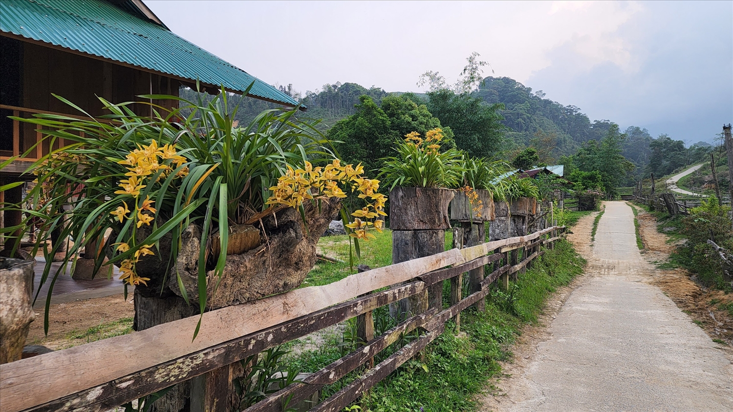 Làng Vi Rơ Ngheo được xem là thiên đường của hoa địa lan