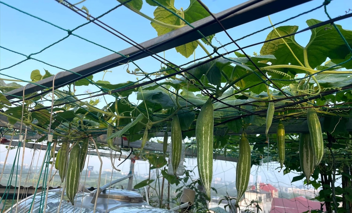 Cây lặc lè không khó trồng, lại tươi mát, chứa nhiều dưỡng chất có lợi cho sức khỏe. 