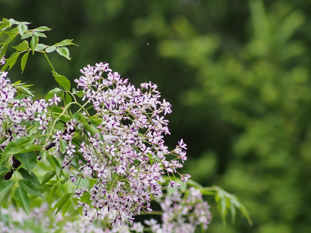 Tháng Giêng về hoa Xoan lại lặng lẽ nở 