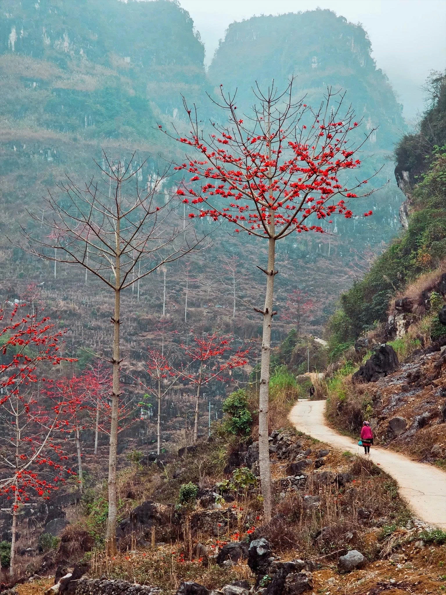 Sắc đỏ hoa Mộc miên nở rực trên triền núi đá xã Khâu Vai (Tuyên Quang), tạo nên cảnh quan đặc trưng mỗi dịp tháng Ba. Ảnh: ITN