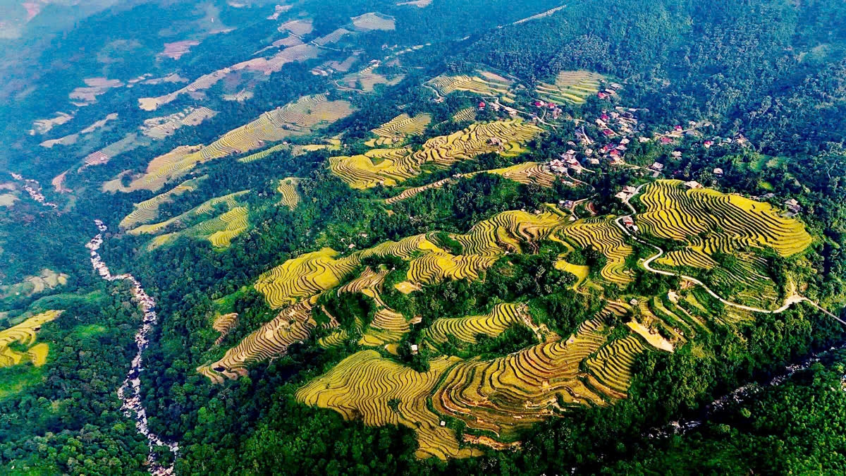 Ruộng bậc thang Hà Giang (Tuyên Quang) mùa lúa chín (ảnh st)