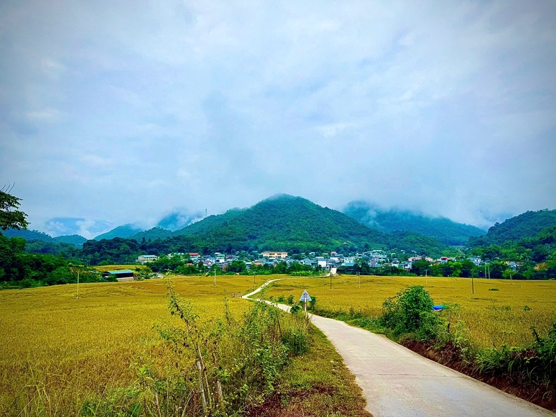 Đời sống bà con vùng biên xã Quang Chiểu đã có nhiều đổi thay nhờ nếp Cay Nọi 