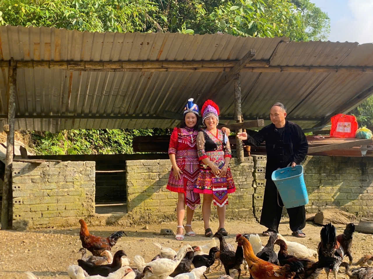 Mô hình nuôi gà đen mang lại thu nhập hàng trăm triệu đồng mỗi năm cho anh Giàng A Vành 