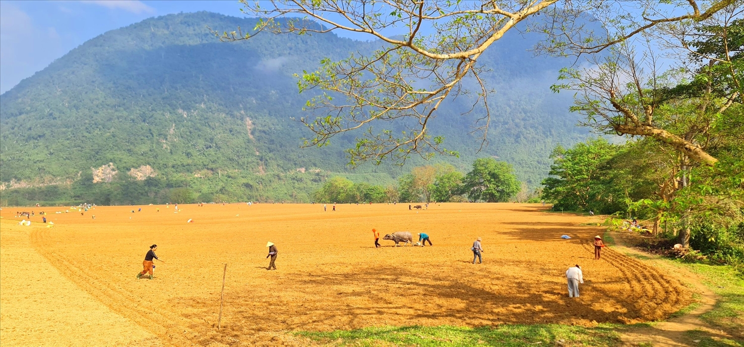 Nông dân ở xã Trường Sơn, tỉnh Quảng Trị xuống đồng trồng lạc vụ Xuân (Ảnh: Phạm Tiến)