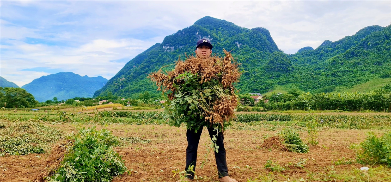 Cuối năm 2025, đã có 3 tấn lạc rang hữu cơ ở Trường Sơn được xuất khẩu sang nước Úc (Ảnh: Phạm Tiến)