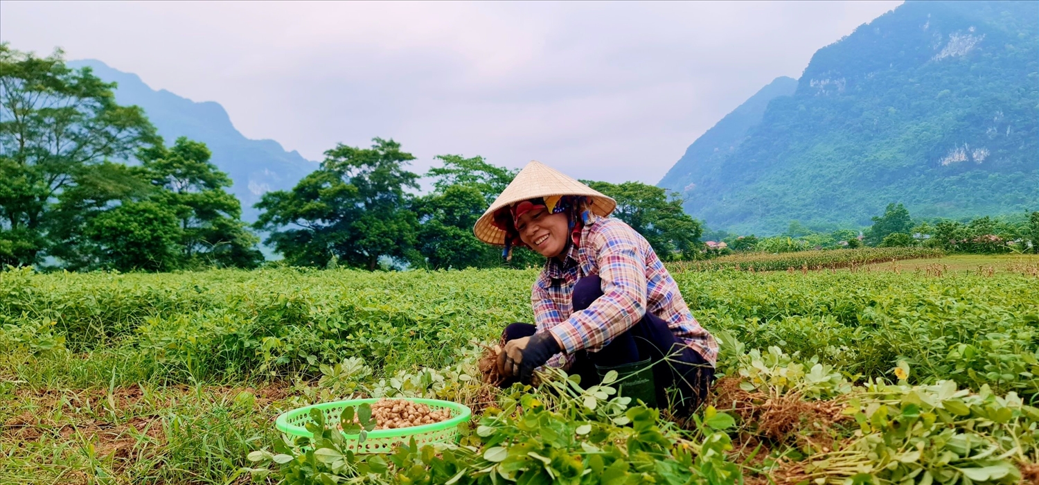 Sản phẩm nông nghiệp hưu cơ đã và đang tạo ra sinh kế bền vững cho đồng bào DTTS ở xã Trường Sơn (Ảnh: Phạm Tiến)