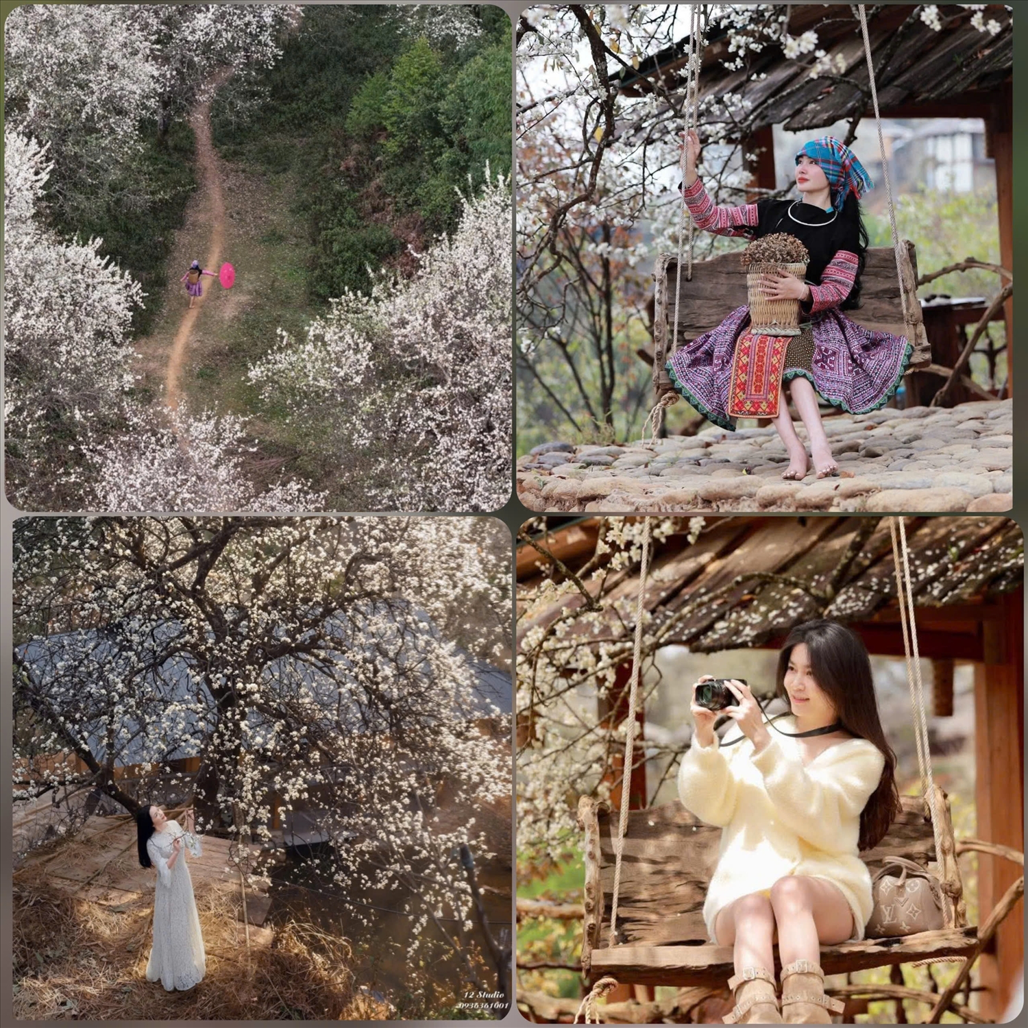 Đến với Ngọc Chiến, ngoài được trải nghiệm các hoạt động văn hóa, văn nghệ đậm bản sắc dân tộc Tây Bắc, du khách còn có cơ hội lưu giữ lại cho mình những khoảnh khắc đẹp dưới những tán hoa Sơn Tra đang nở rộ khắp các cánh rừng. Ảnh: ITN