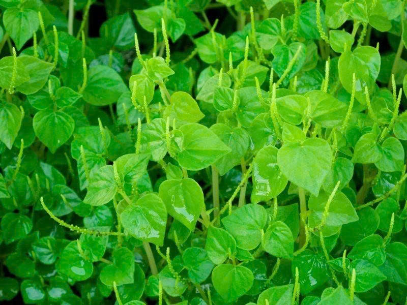 Rau càng cua không chỉ là loại rau dại quen thuộc trong các món gỏi mà còn được mệnh danh là 