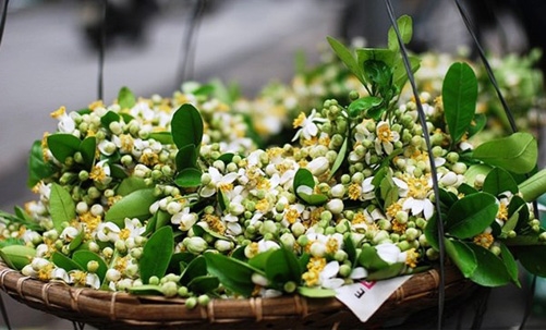 Hương bưởi tháng ba nhẹ nhàng đầy vấn vương