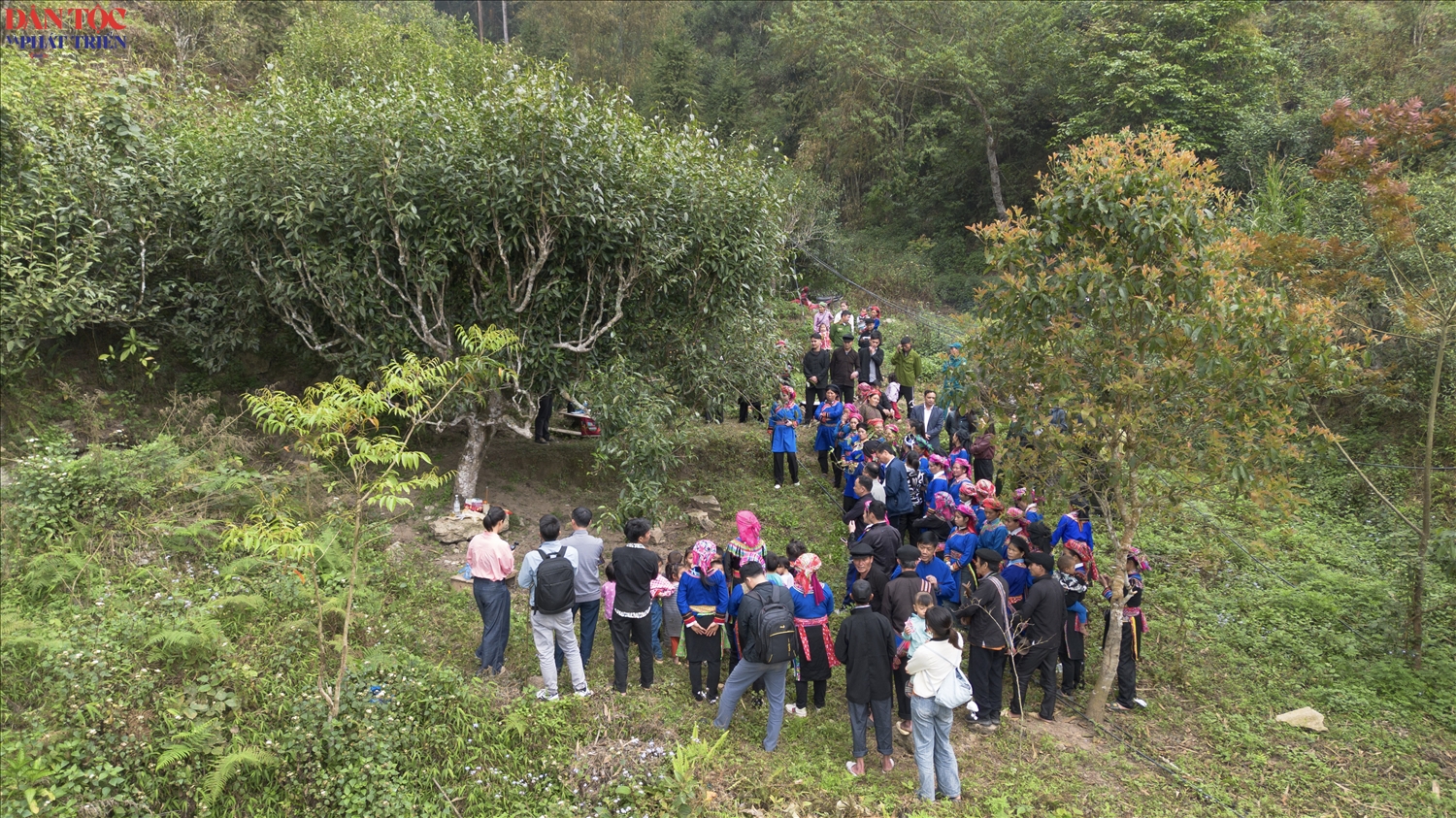 Những cây trà Shan Tuyết cổ thụ sừng sững giữa núi rừng không chỉ là nguồn sinh kế mà còn là linh hồn, là di sản quý giá được cha ông người Cờ Lao gìn giữ qua nhiều thế hệ.