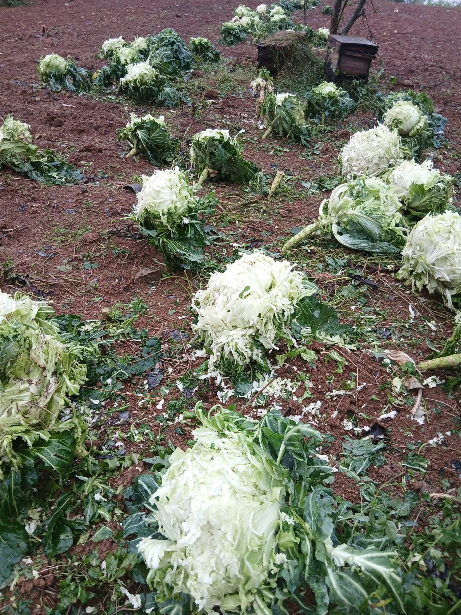 Vườn rau của một hộ dân tại xã Lũng Tám sau trận mưa đá