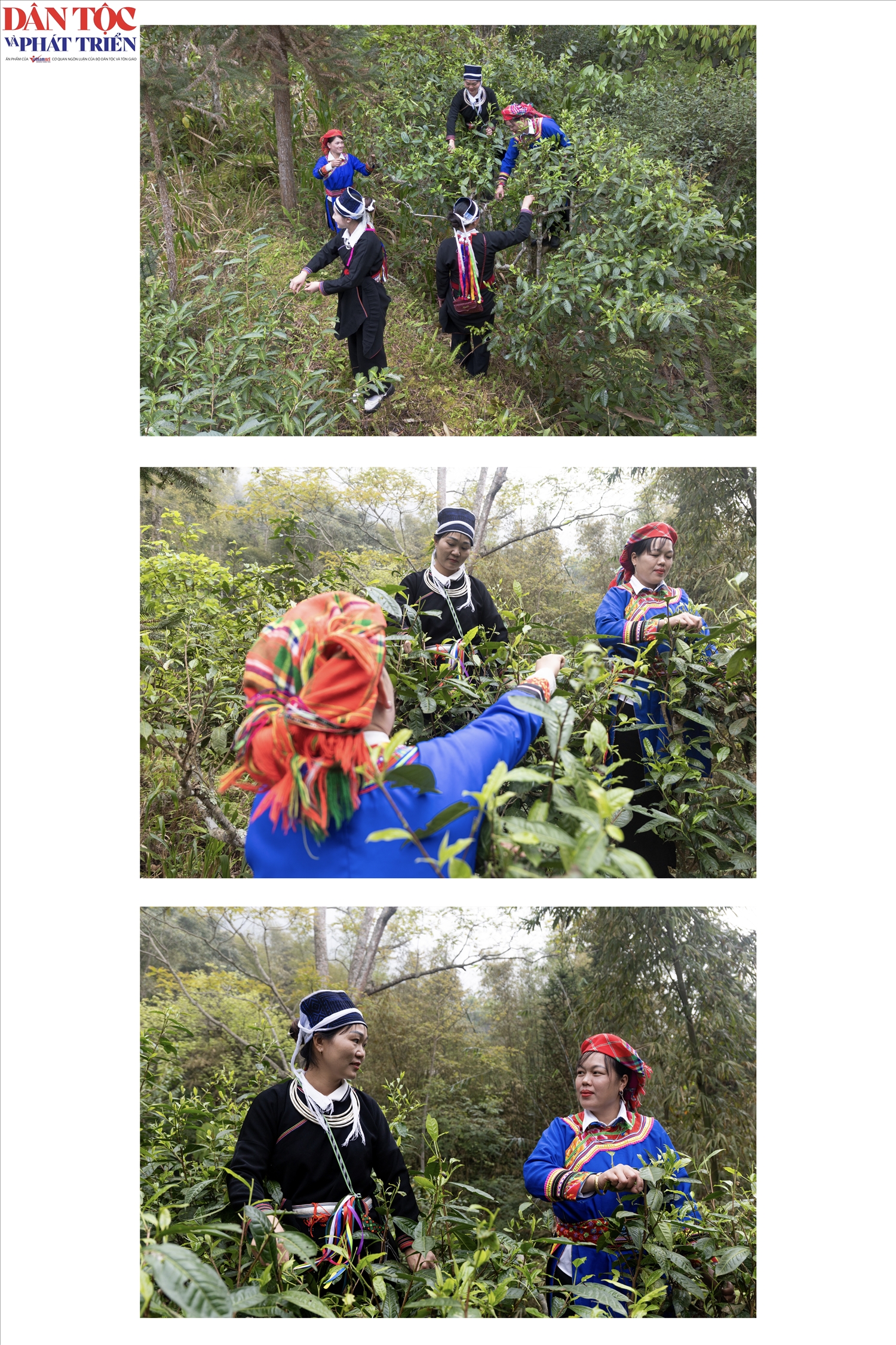 Sau lời khấn, nghệ nhân tiến hành hái những búp trà non đầu tiên, mở đầu cho vụ trà xuân với niềm tin vào một mùa bội thu.