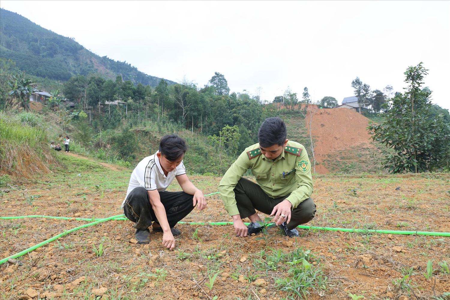 Gia đình anh Hoàng A Chư đưa cây cà phê trồng trên đất ruộng một vụ trước đây (Ảnh Trọng Bảo)