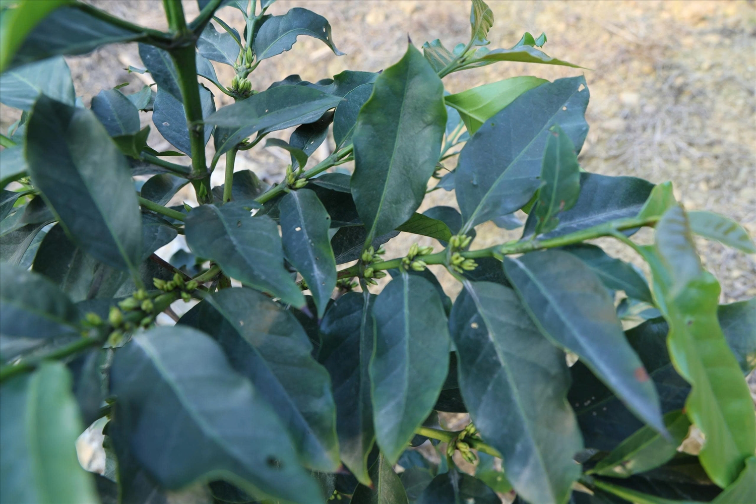 Cà phê là cây trồng đòi hỏi khắt khe về điều kiện khí hậu, thổ nhưỡng và kỹ thuật canh tác (Ảnh Trọng Bảo)