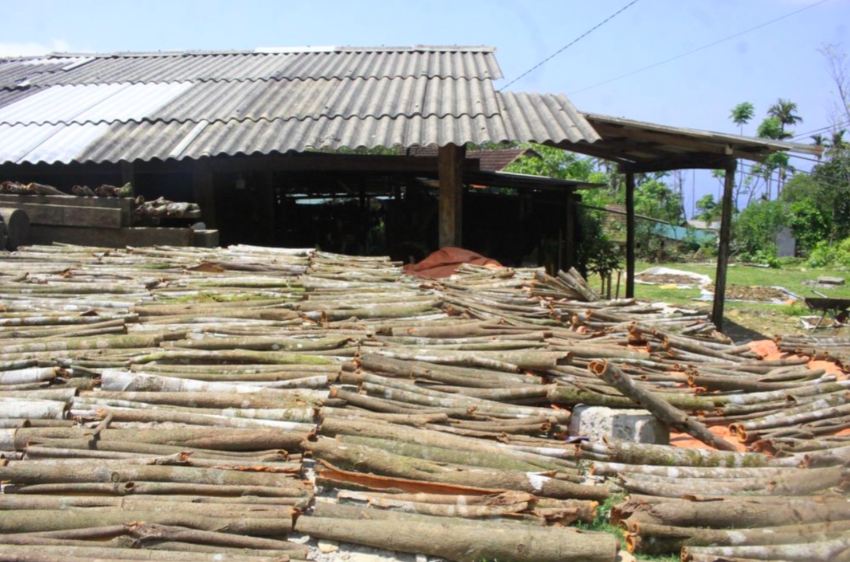  Vùng miền núi Trà Bồng (Quảng Ngãi) đang bước vào chính vụ thu hoạch quế (Ảnh: N.Trang)