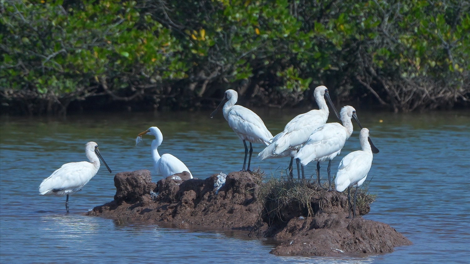 Chim di cư tại Vườn Quốc gia Xuân Thủy.