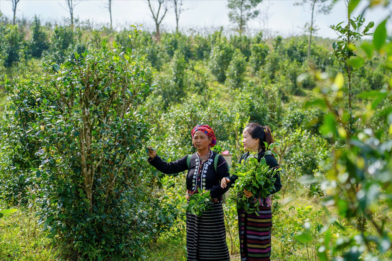HTX Nông sản sạch Húc hiện có 13 xã viên, canh tác gần 10ha chè sạch 