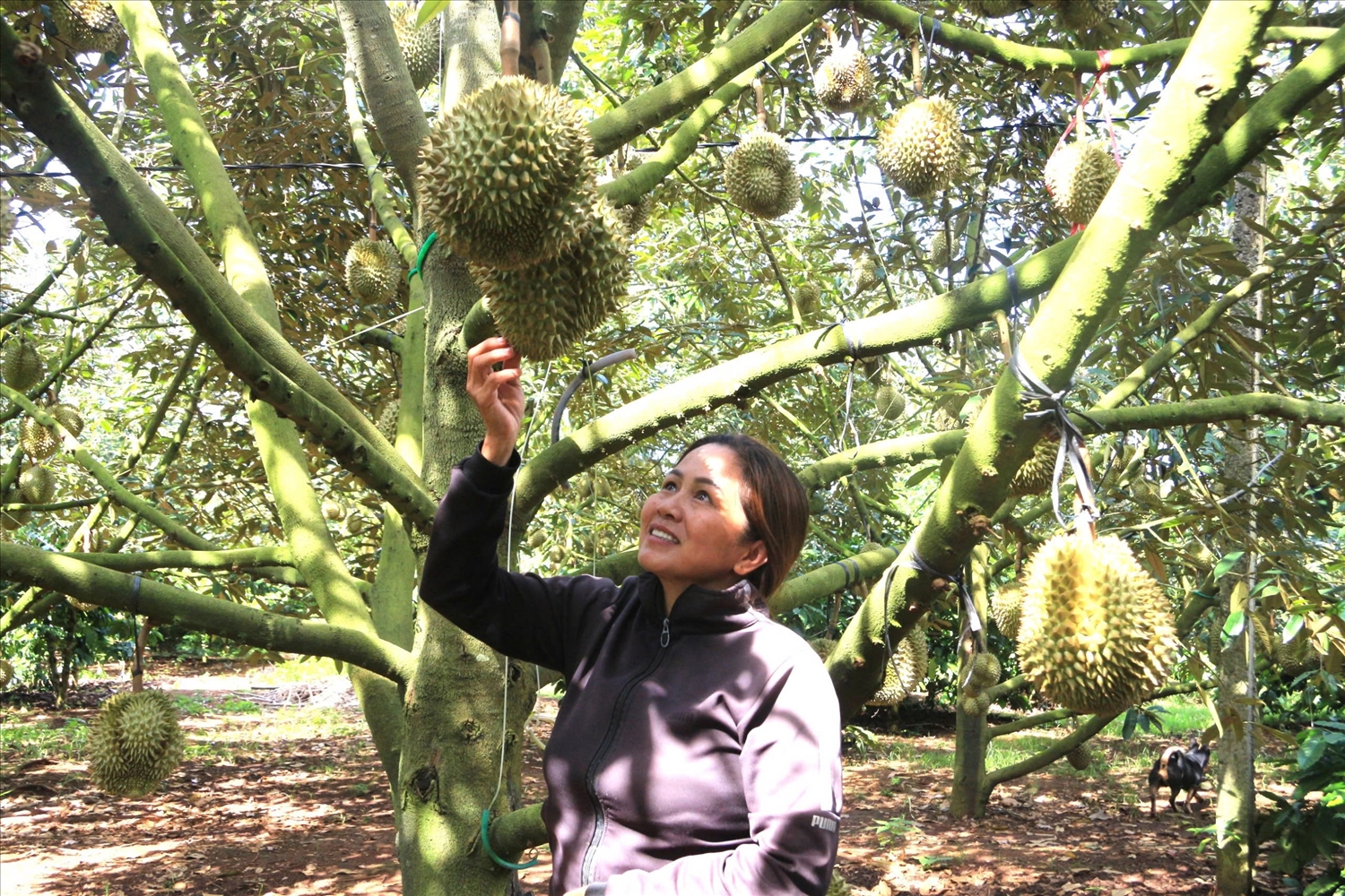 Tỉnh Đắk Lắk hiện có hơn 41.000ha sầu riêng với sản lượng hơn 440.000 tấn/ năm