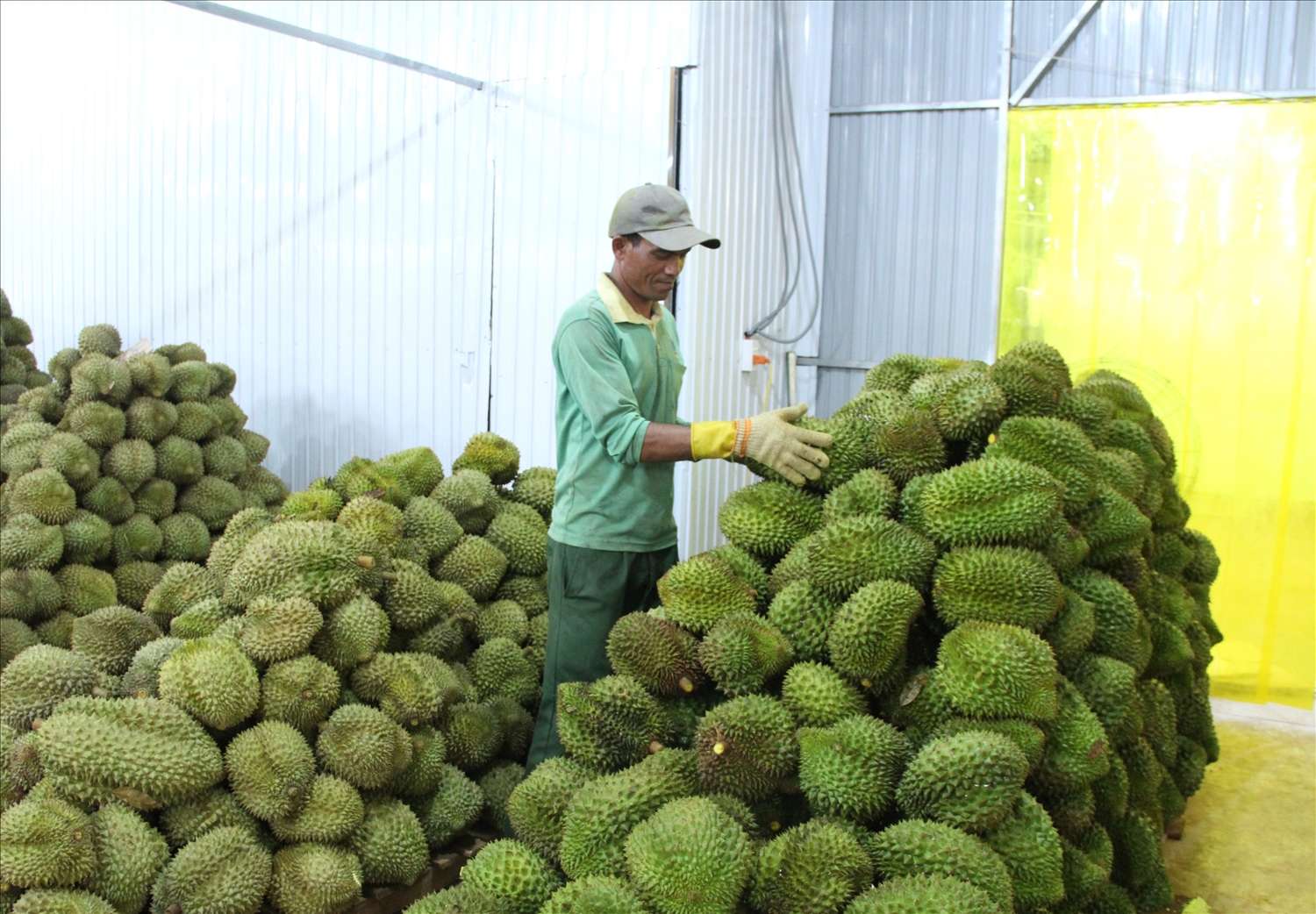 Quy chế quản lý hoạt động mua, bán sầu riêng là căn cứ quan trọng lập lại kỷ cương ngành hàng sầu riêng