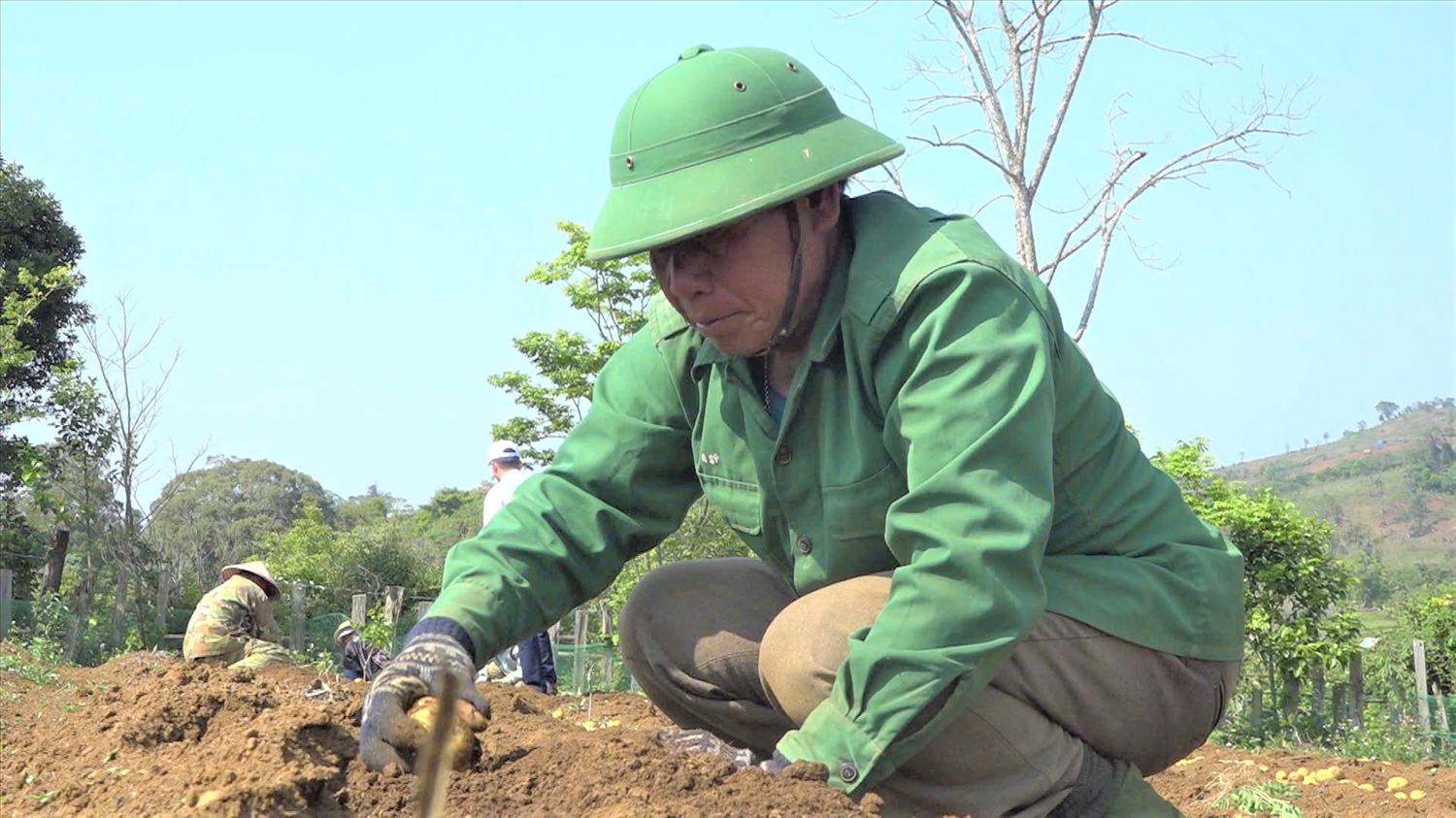 Năm 2023, ông A Phố quyết định phá bỏ rẫy sắn để chuyển sang trồng rau xứ lạnh