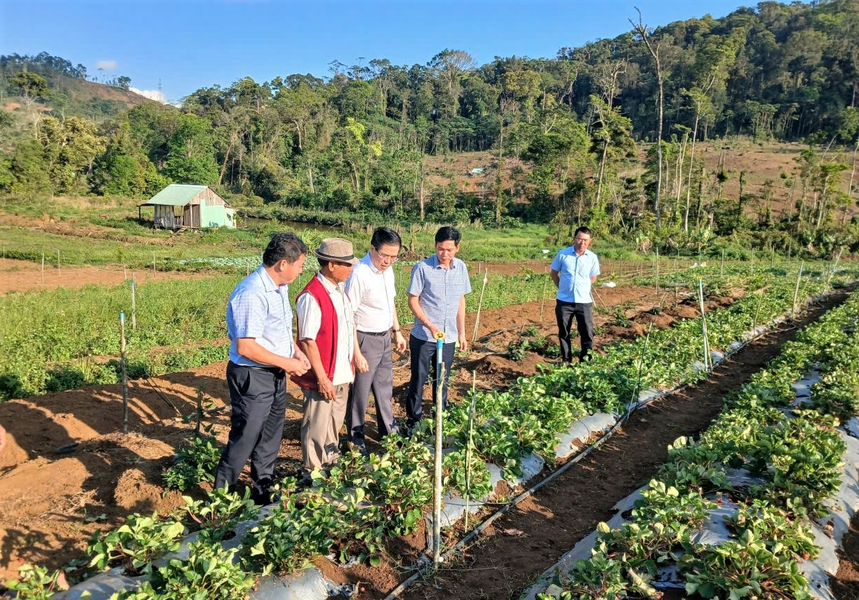 Chủ tịch UBND tỉnh Quảng Ngãi Nguyễn Hoàng Giang (thứ 3 từ trái sang) thăm vườn rau xứ lạnh của ông A Phố