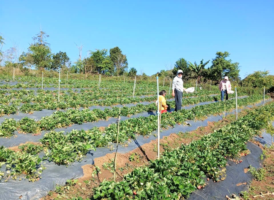 Khách du lịch tìm đến vườn của ông A Phố để trải nghiệm làm nông và tự tay hái những quả dâu tay chín mọng