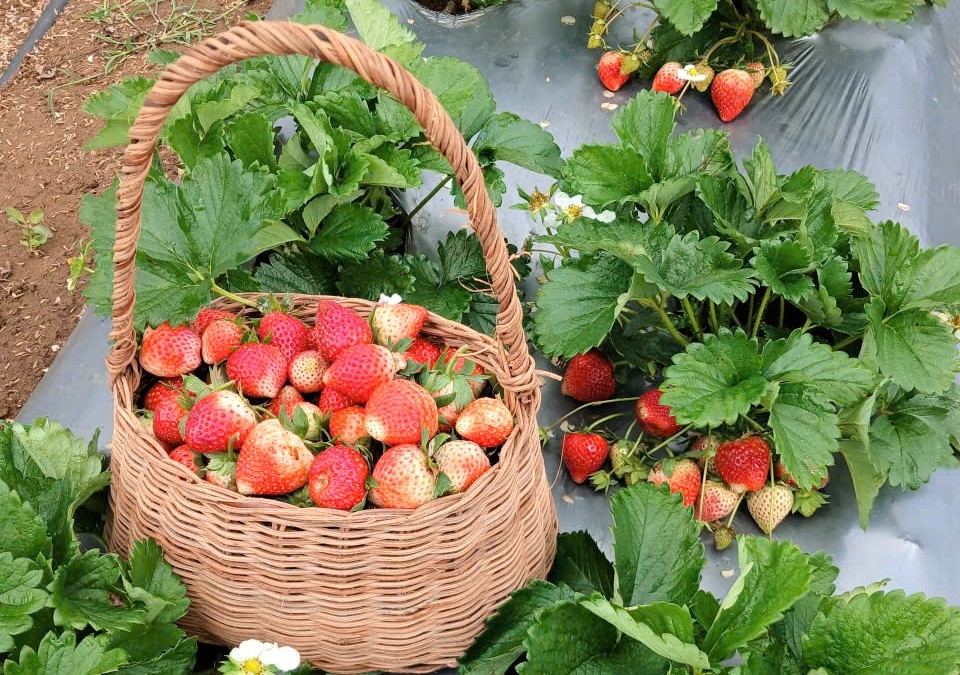 (Bài Pv) Đến Măng Đen, nghe A Phố kể chuyện làm giàu từ rau xứ lạnh gắn với du lịch xanh 3