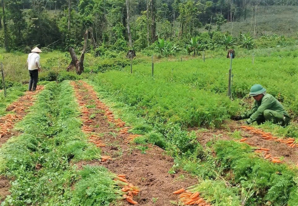 Khu vực ông A Phố trồng cà rốt đang vào giai đoạn thu hoạch và sản phẩm sẽ được thương lái đến tận vườn thu mua 