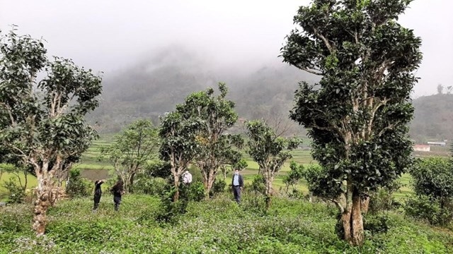 Một số cây chè Shan Tuyết được người dân chăm sóc, giữ gìn. Ảnh: Báo Thái Nguyên