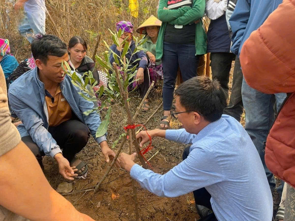 Năm 2026, Nậm Kè phấn đấu trồng mới 350ha mắc ca và 350ha cà phê. Ảnh:Vũ Lợi VOV