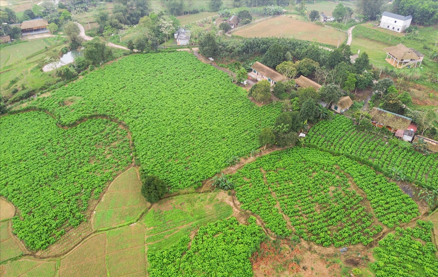 Toàn cảnh khu vực trồng dâu của gia đình ông Nguyễn Tiến Mạnh, là nguồn thức ăn chính cho tằm và nền tảng cho mô hình kinh tế đang được mở rộng