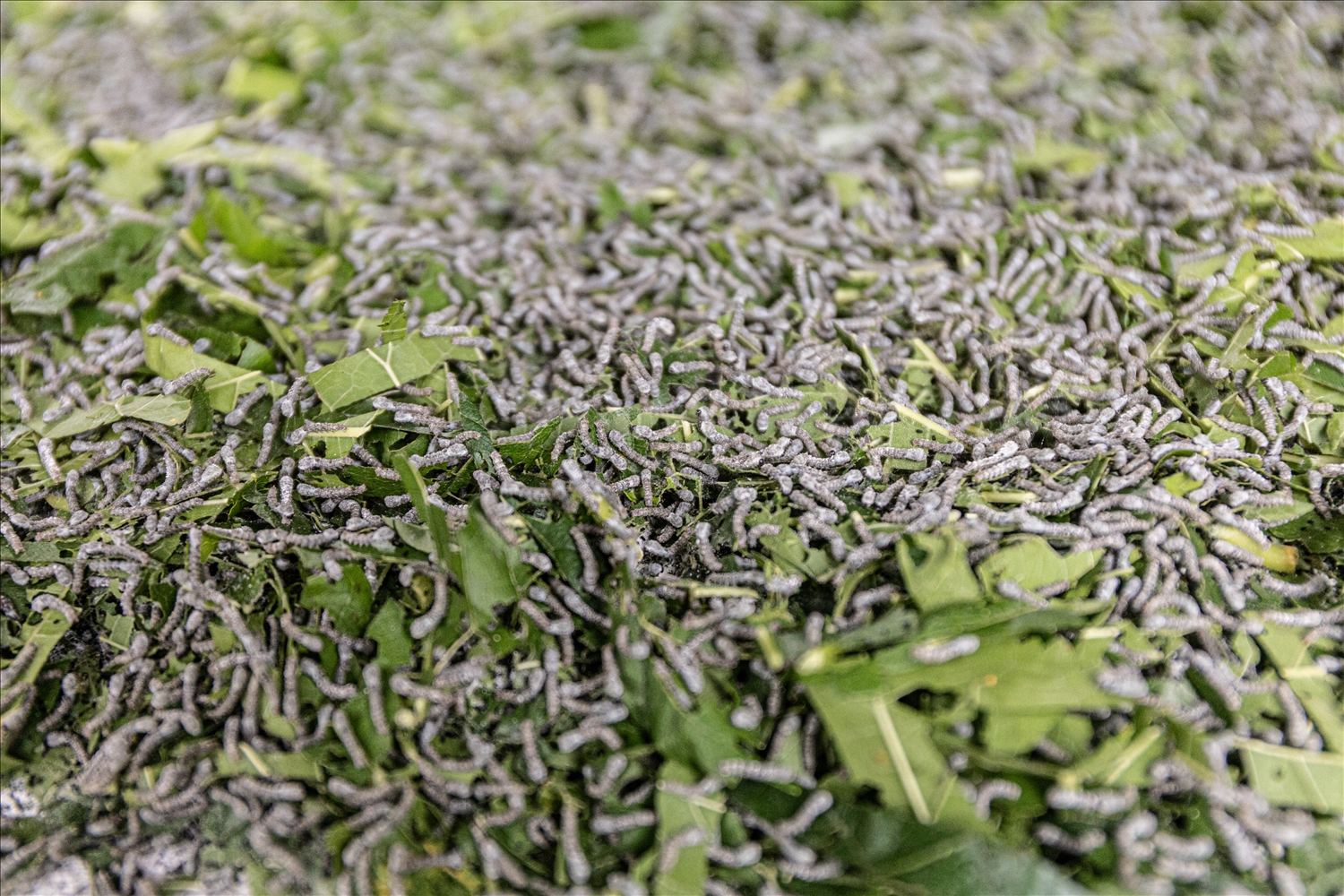 Những lứa tằm chăm chỉ ăn lá dâu, lớn nhanh nhờ được chăm sóc cẩn thận và môi trường nuôi đảm bảo