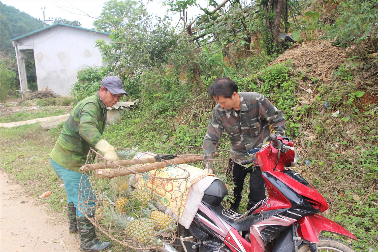 Với người dân vùng cao Bản Lầu, cây dứa được mùa, được giá, là mùa dứa ngọt (Ảnh Trọng Bảo)