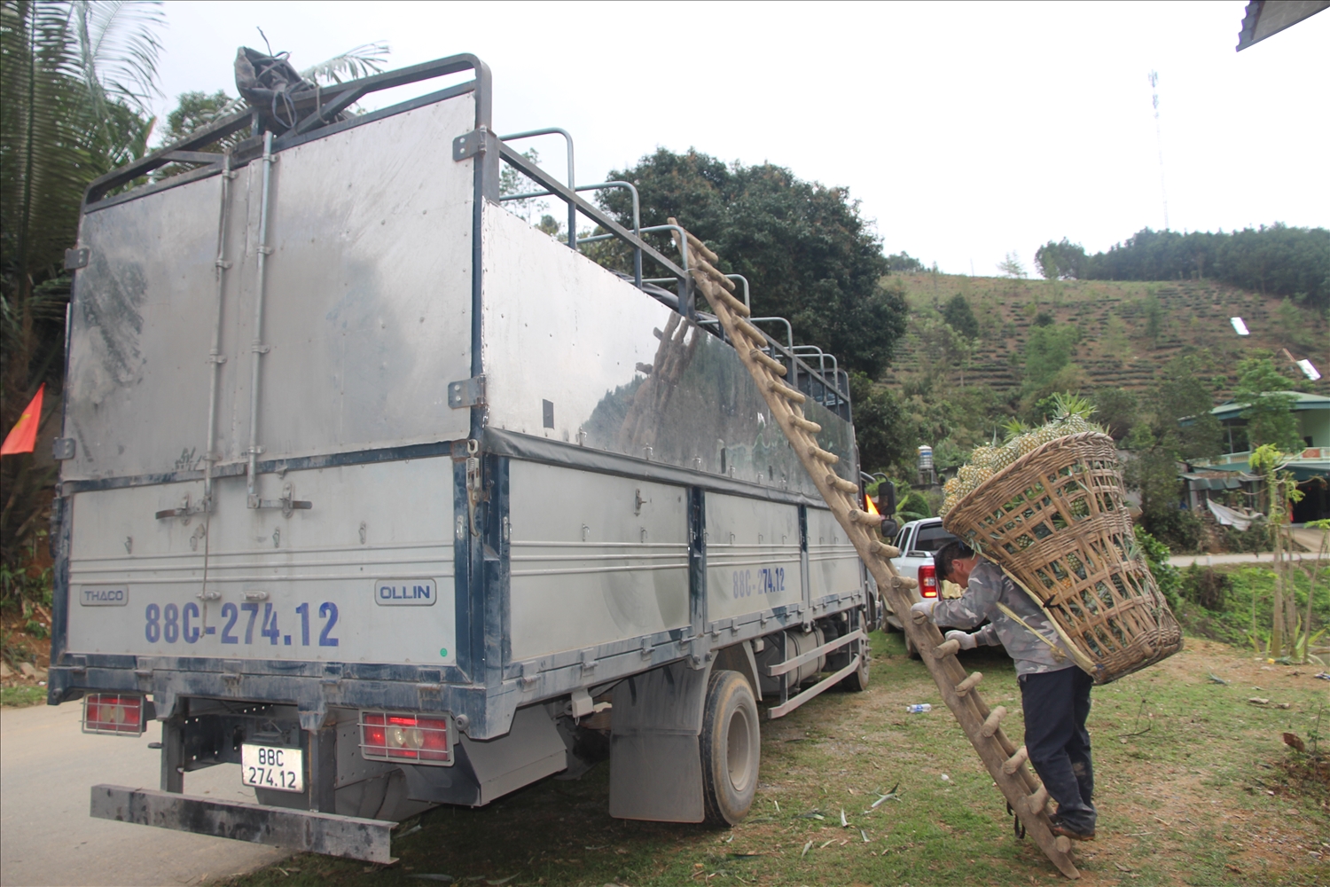 Thương lái ở nhiều tỉnh thành trong cả nước về mua dứa Bản Lầu (Ảnh Trọng Bảo)