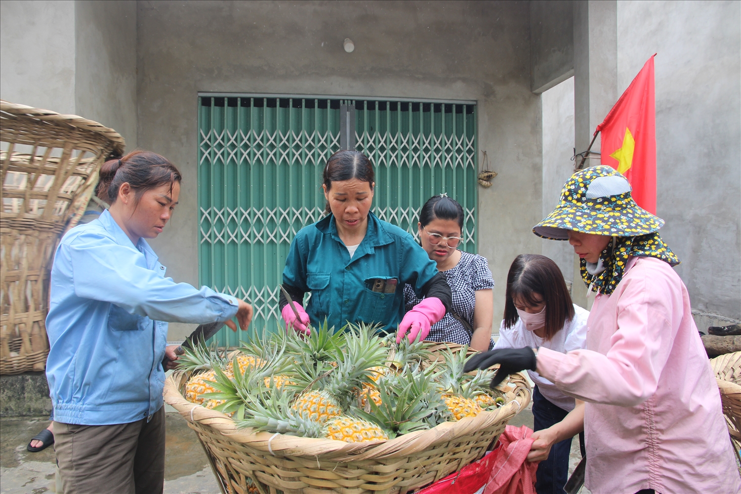 Giá dứa hiện dao động khoảng 10 nghìn đồng/kg (Ảnh Trọng Bảo)